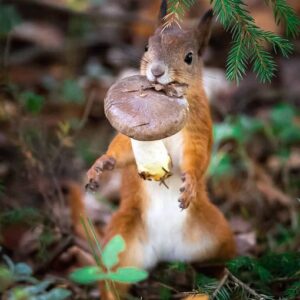 forest-animals-photography-ossi-saarinen-11