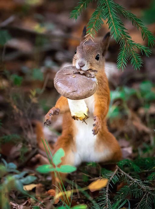 forest-animals-photography-ossi-saarinen-11